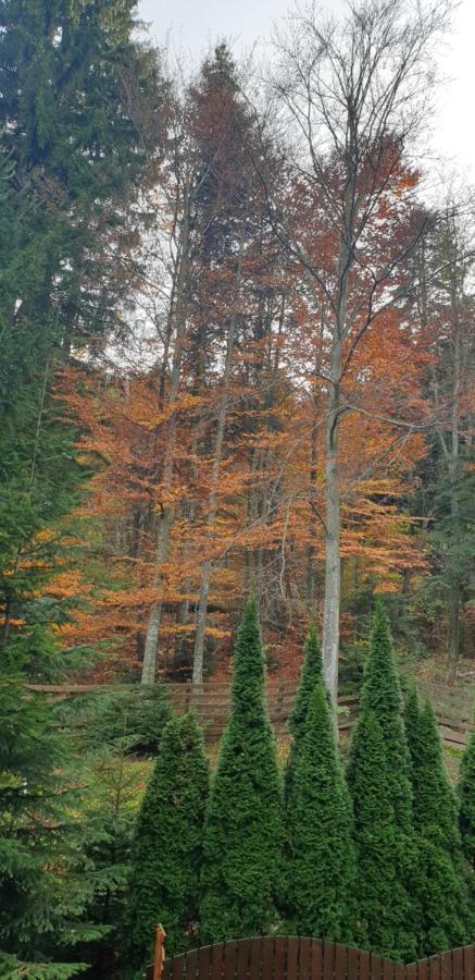 Emma Apartament Sinaia Zewnętrze zdjęcie